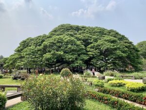 Discovering the Majestic Giant Chamchuri Tree in Kanchanaburi